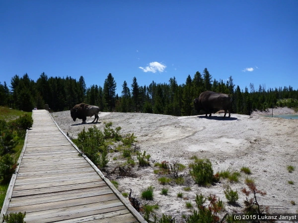 Bisons - Yellowstone National Park, Wyoming, USA