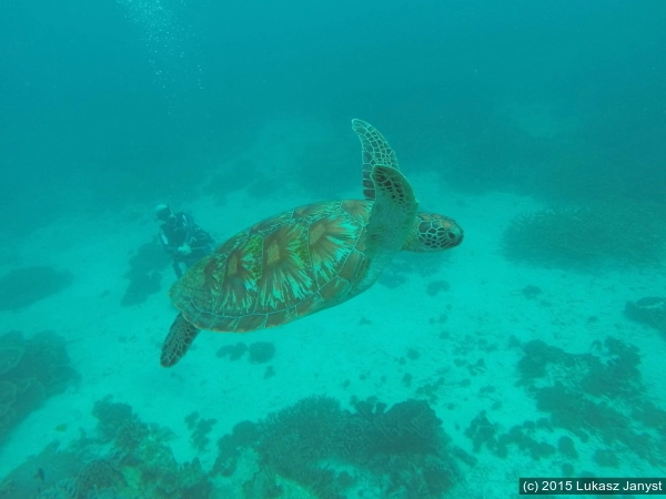 A green sea turtle at the Siaba Besar diving site - Komodo National Park, Indonesia