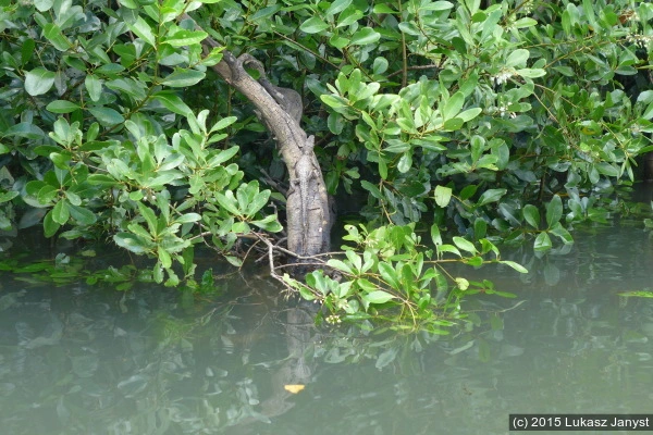 A baby crocodile - Daintree River, Queensland, Australia